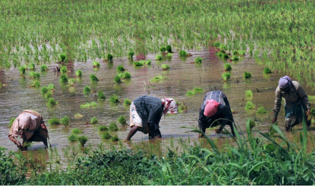 Workers transplanting matta saplings at a field near Palakkad. A number of educated youngsters are leasing farm lands to cultivate the popular Palakkadan matta, which has a huge demand across the country.